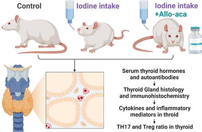 Leptin receptor antagonist attenuates experimental autoimmune thyroiditis in mice by regulating Treg/Th17 cell differentiation